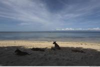 Photo Reference of Background Beach